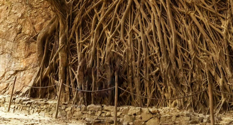 Descubre el Árbol de las Mil Raíces en Cascas