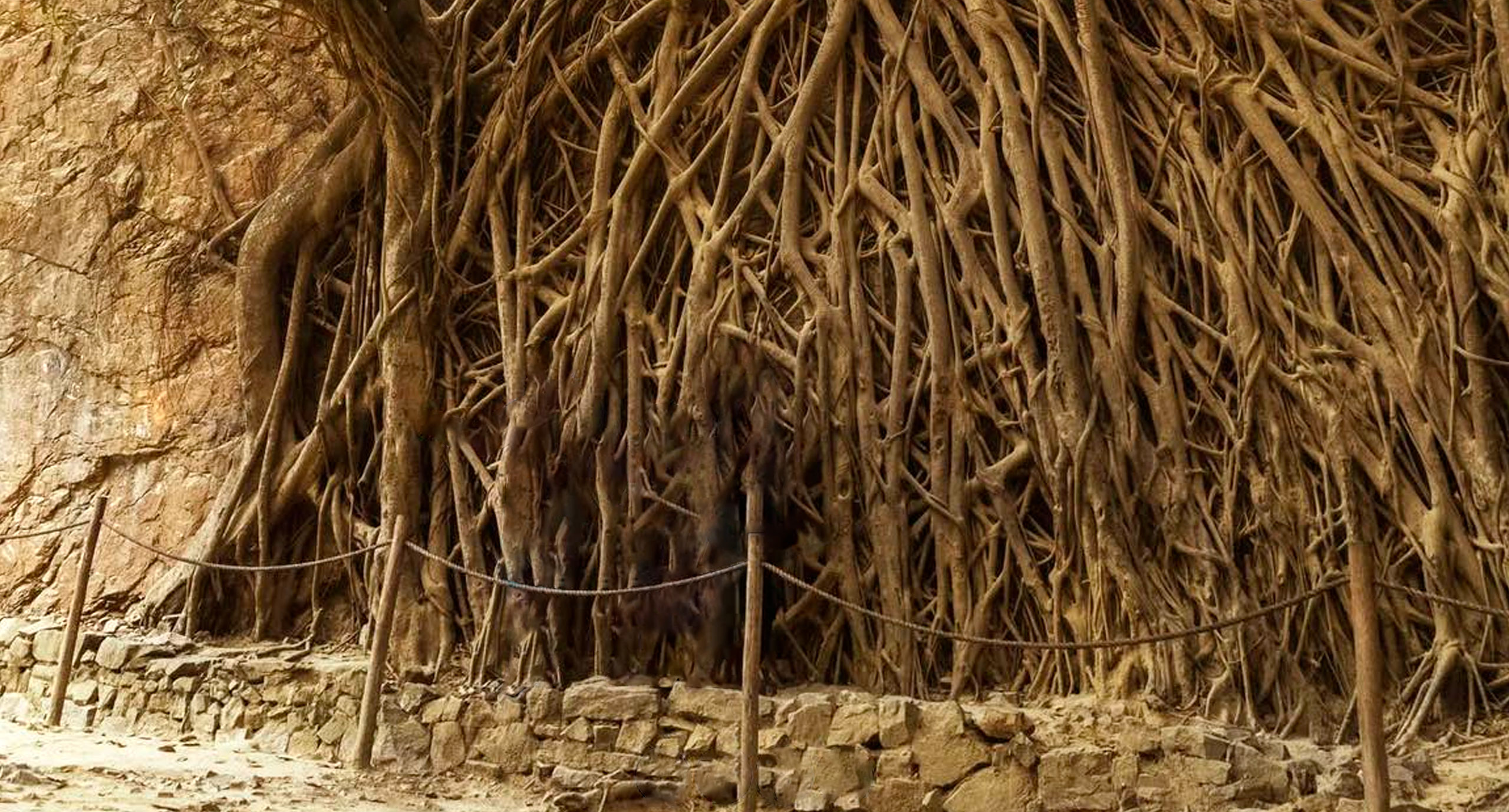 Descubre el Árbol de las Mil Raíces en Cascas
